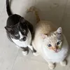 frauvonkatz
