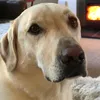 charliebfarlie