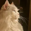 l_yan8