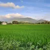 duongpham431