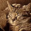 noor.al.birdy