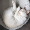 minerva_the_catttt
