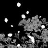 lunar.lightzz