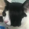 mycatstail