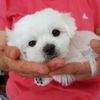 harrythemaltese