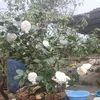 nguyenvan196464