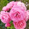 11_shanita