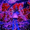 nass_kl
