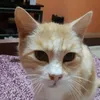 bettyringhio