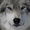 greywolf2090