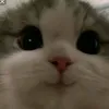 dkdbfiyt