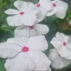 jacq13t