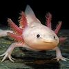 pavelocitys