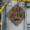 rat_king_of_sewers