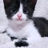 jijetta_