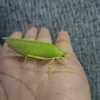 esyia_a
