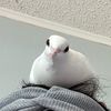 aurorarose123