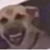 memesaleatoriospravoce