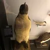 acethedinosaur