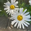 roxann9011