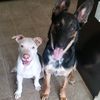 aceandremythedogs