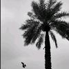 mousa_1406_07