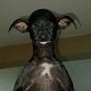 mud_tula