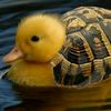 happy_duck424