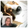 hannah7beagle
