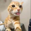 engsmoon