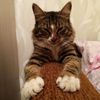 markiz.my.cat