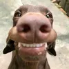 dogenotdoge