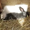 angorarabbit_bella.rosie