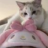 daisyyrii