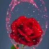 salman35786