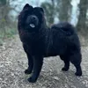 peppathechow