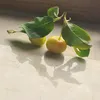 goldenteacup00