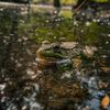 mossboundtales
