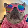 frenchiemommyy