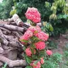 choongvivan