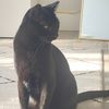 adoptabeachcat