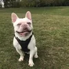tommythefrenchie