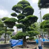 chuyen_tung_la_han