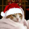 mew_godcat
