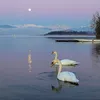 cornelia_222