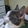 filipigeo