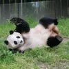 hongdoan.93