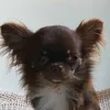 elenacattleyadaleyla