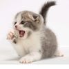 love_cat491