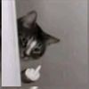 gato_820k